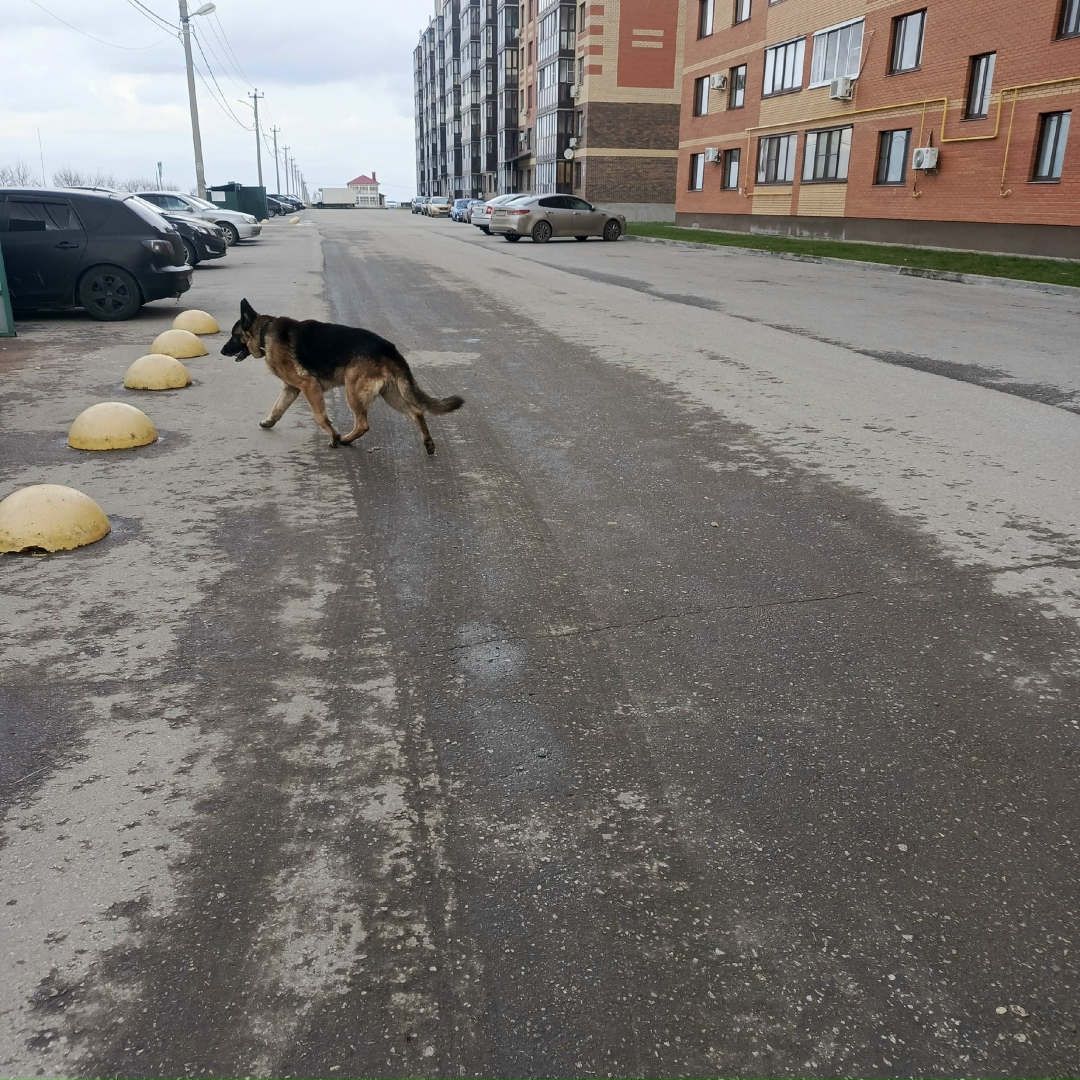Пропала собака в Рязани — фото объявления