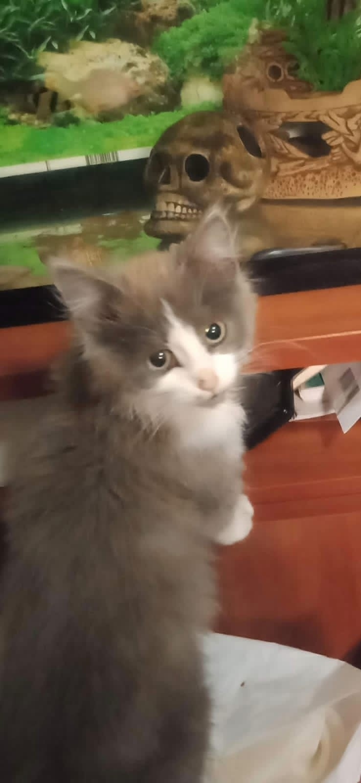 Пропала кошка в Рязани — фото объявления