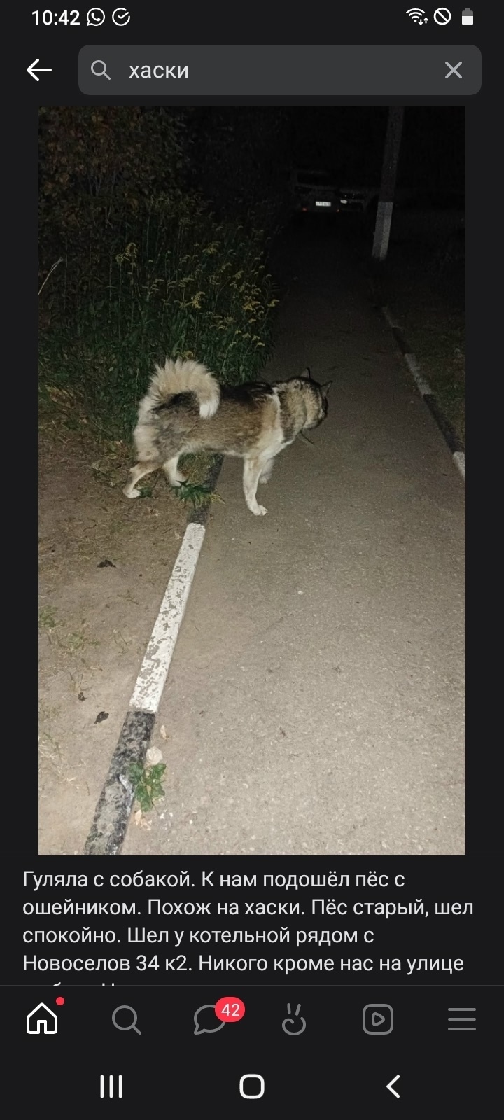 Пропала собака в Рязани — фото объявления