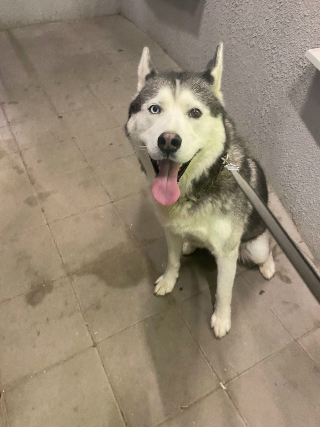 Пропала собака в Рязани — фото объявления