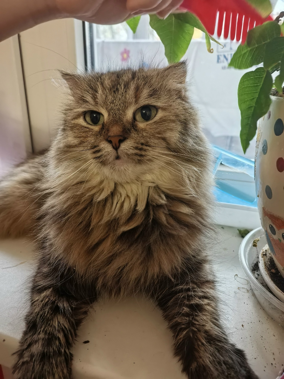 Найдена кошка в Рязани — фото объявления