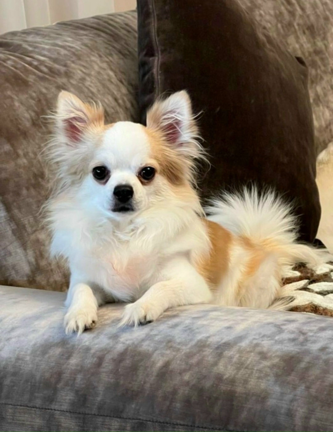 Пропала собака в Рязани — фото объявления