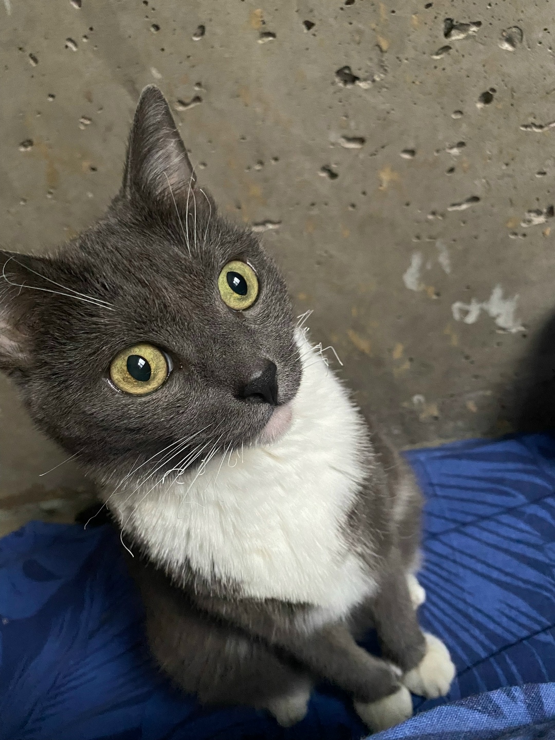 Пропала кошка в Рязани — фото объявления