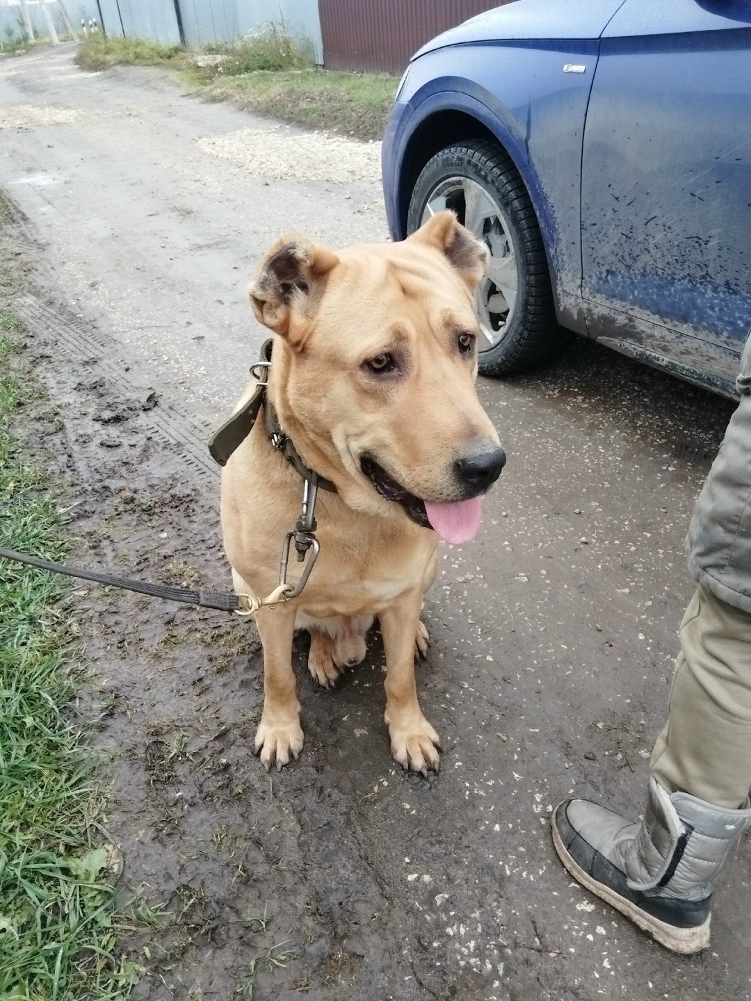 Найдена собака в Рязани — фото объявления