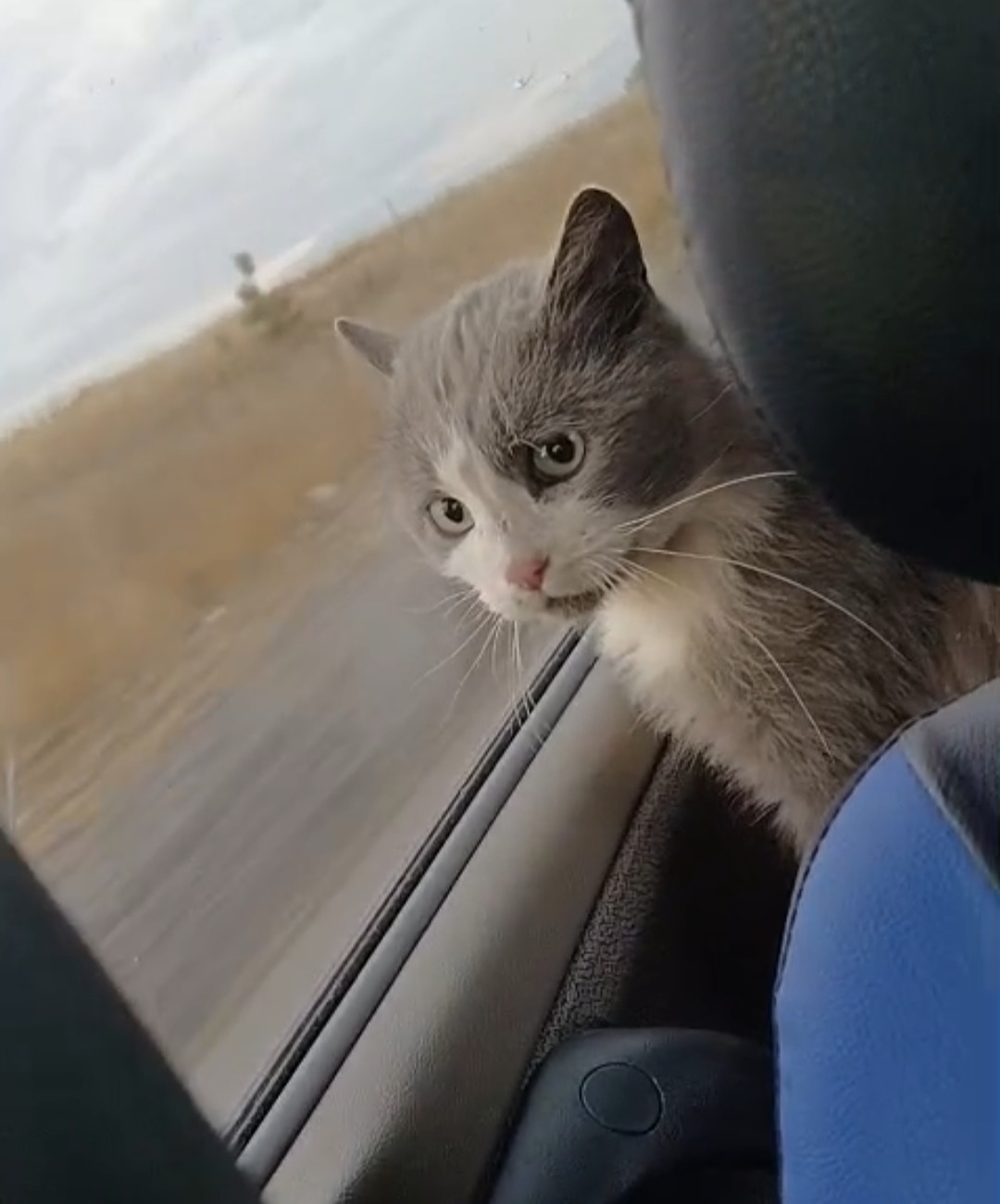 Пропала кошка в Рязани — фото объявления