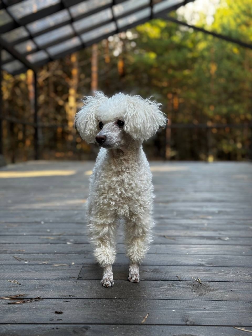 Пропала собака в Рязани — фото объявления