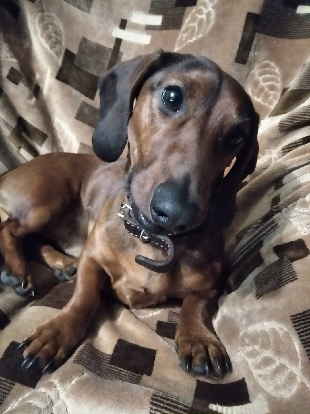 Пропала собака в Рязани — фото объявления