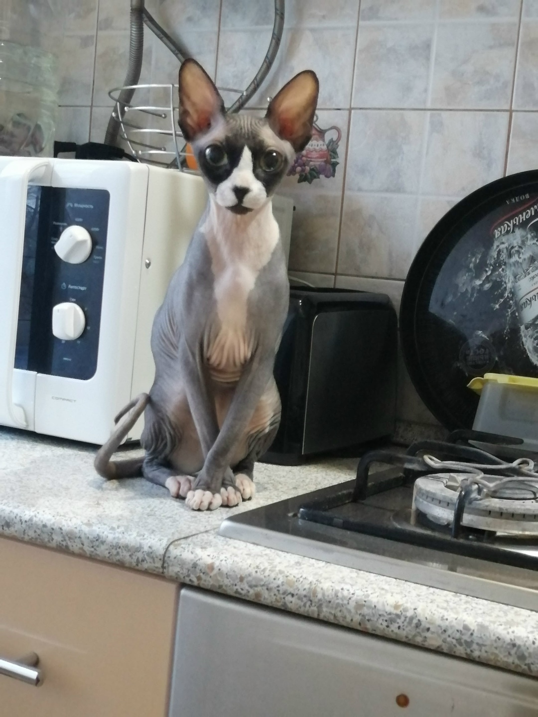 Пропала кошка в Рязани — фото объявления