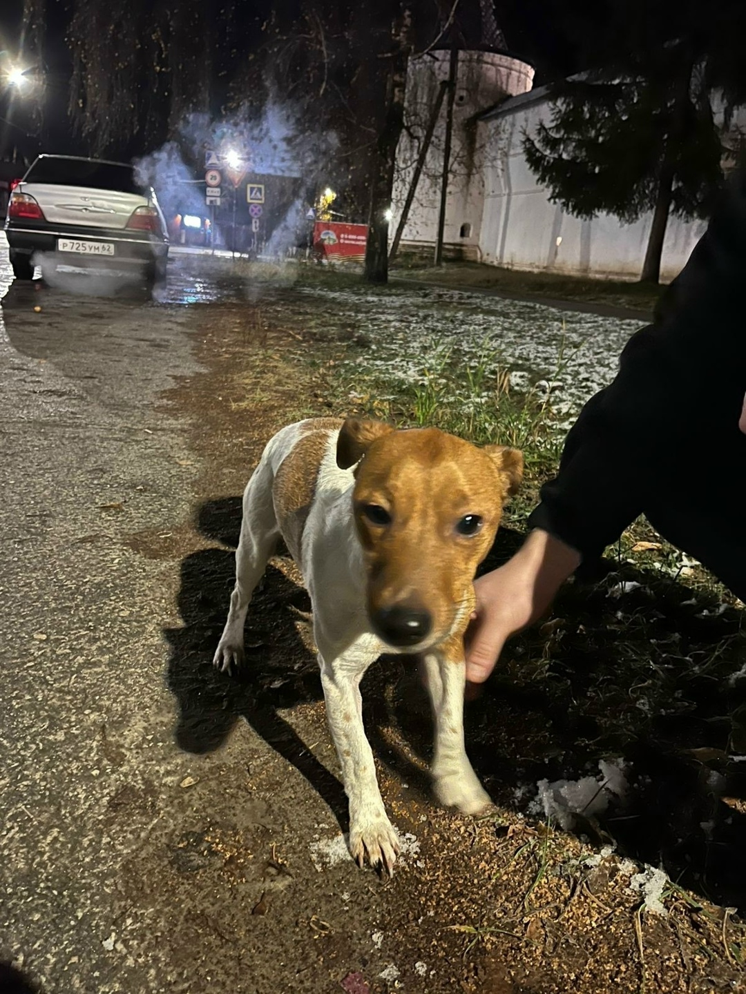 Найдена собака в Рязани — фото объявления