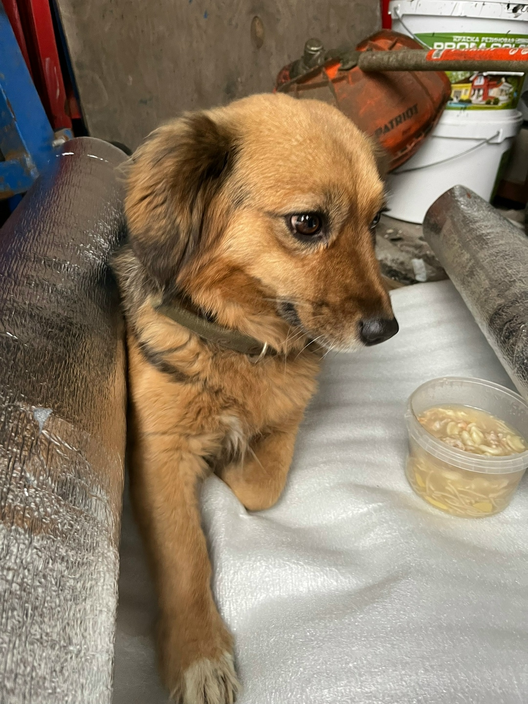 Найдена собака в Рязани — фото объявления