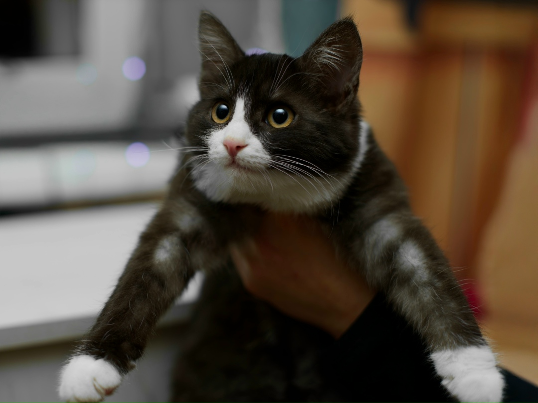 Найдена кошка в Рязани — фото объявления