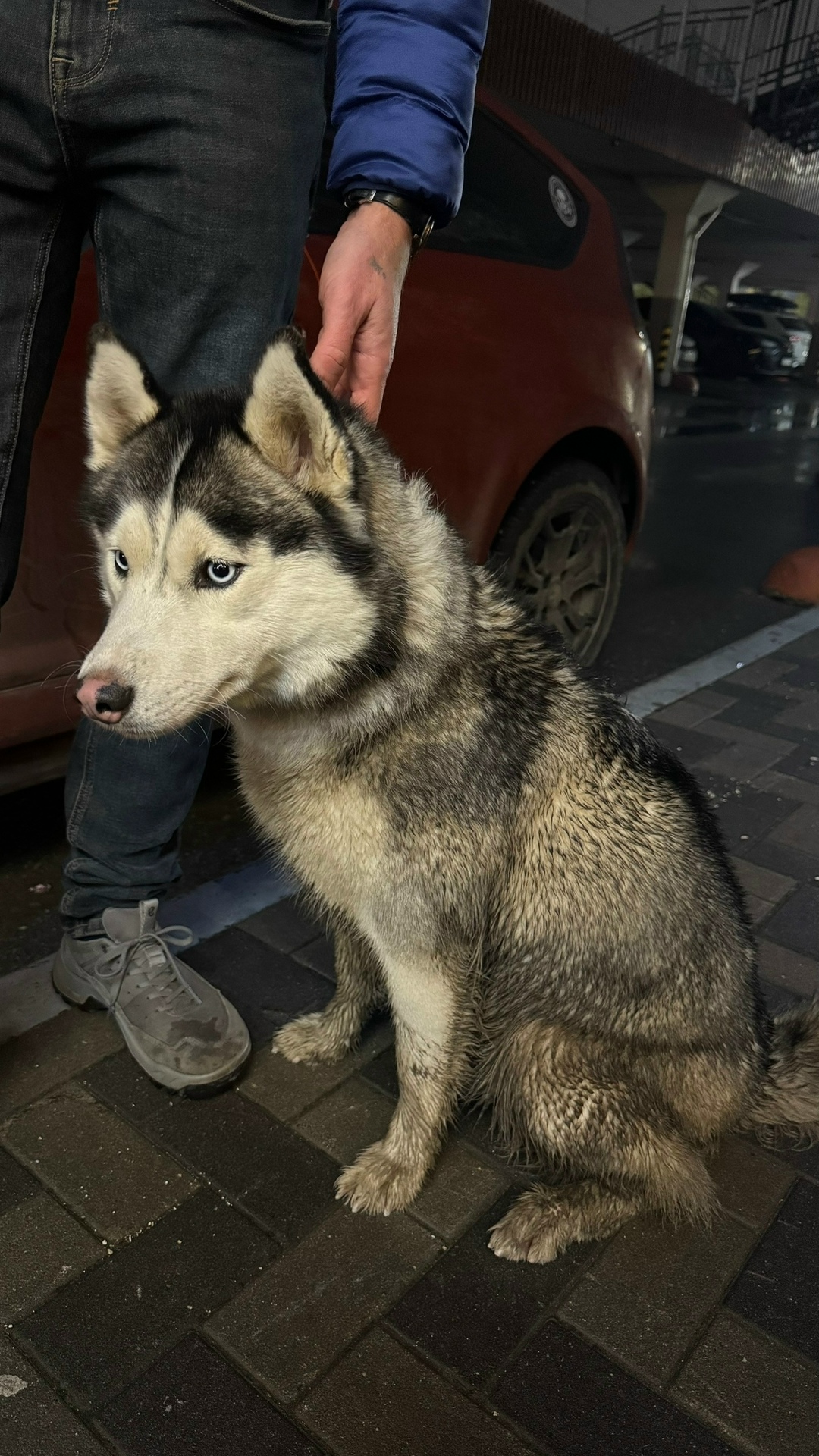 Найдена собака в Рязани — фото объявления