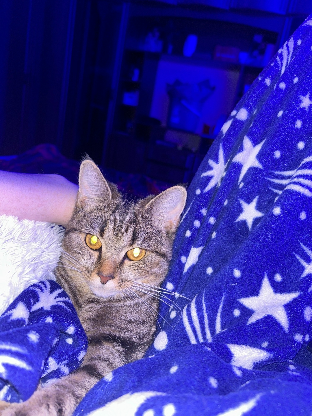 Пропала кошка в Рязани — фото объявления