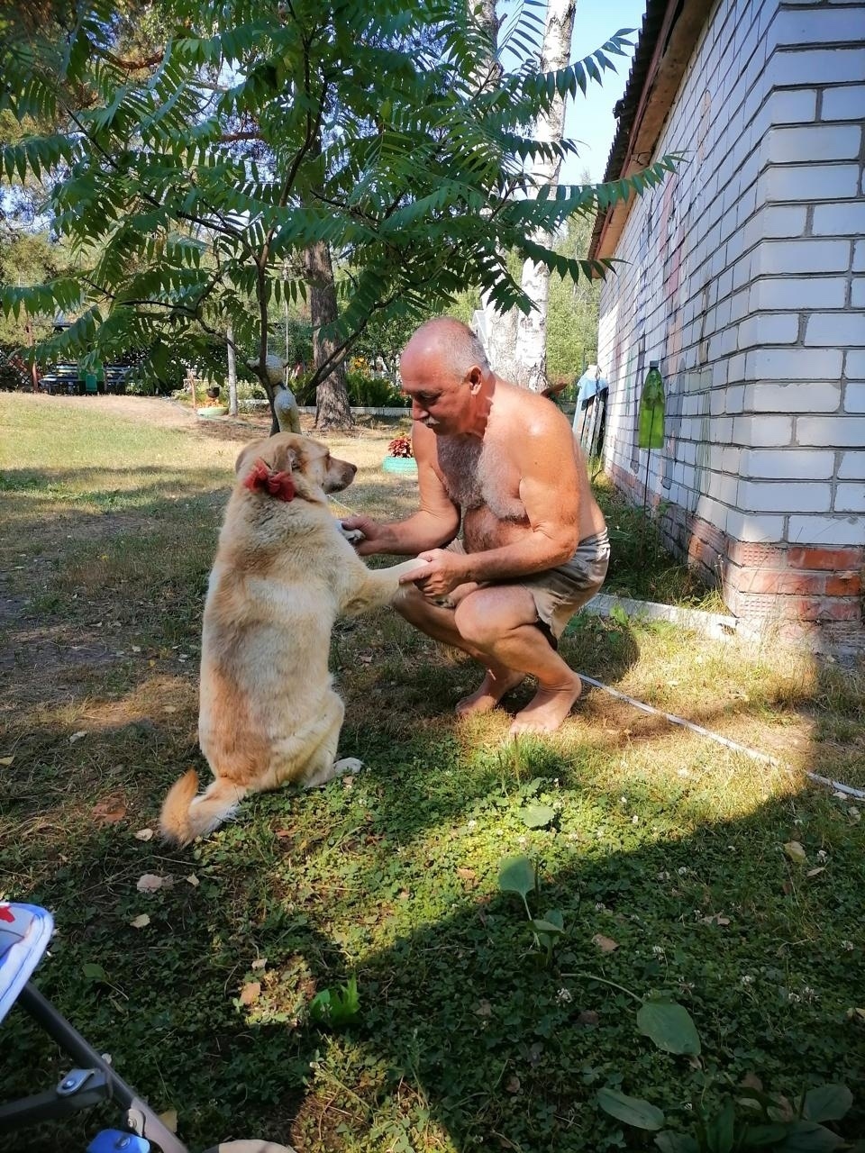 Пропала собака в Рязани — фото объявления