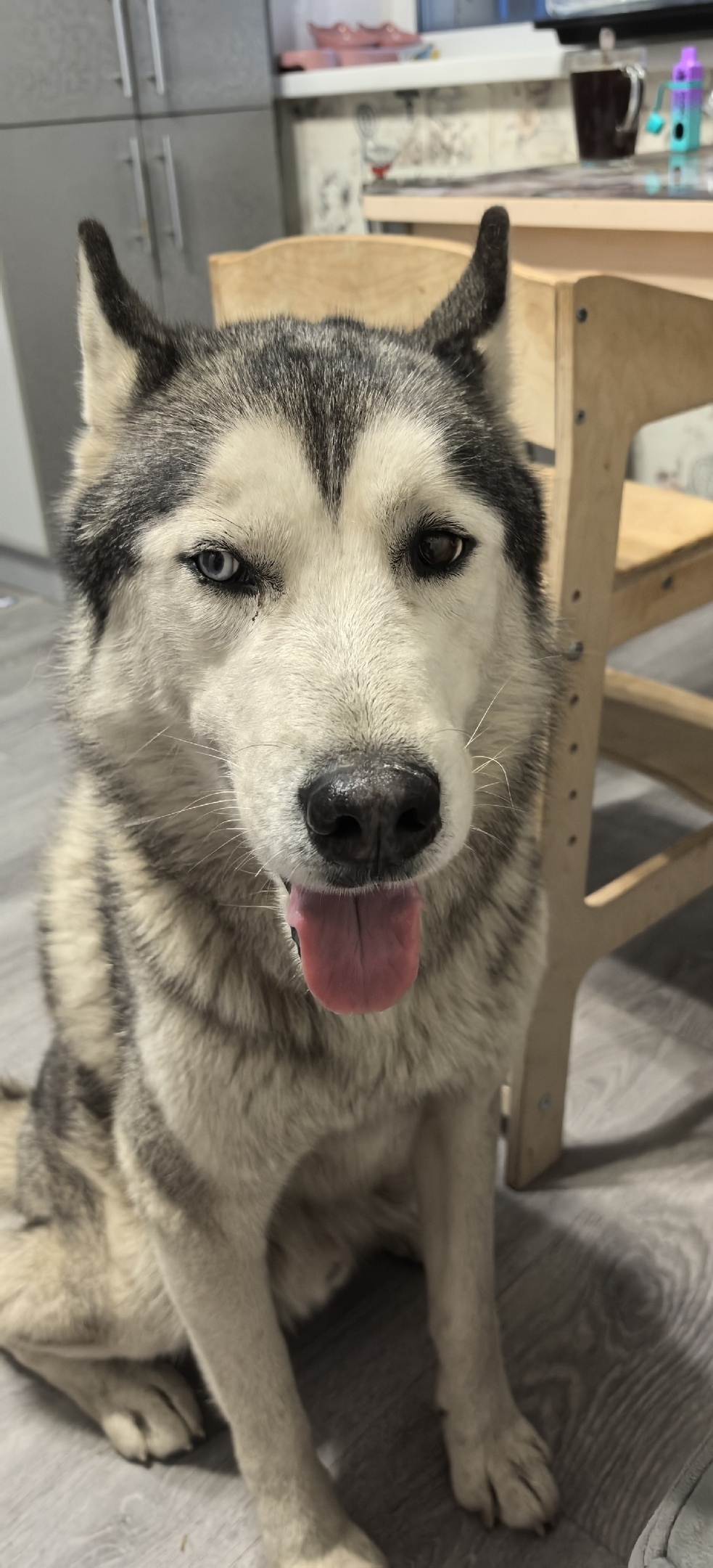 Найдена собака в Рязани — фото объявления