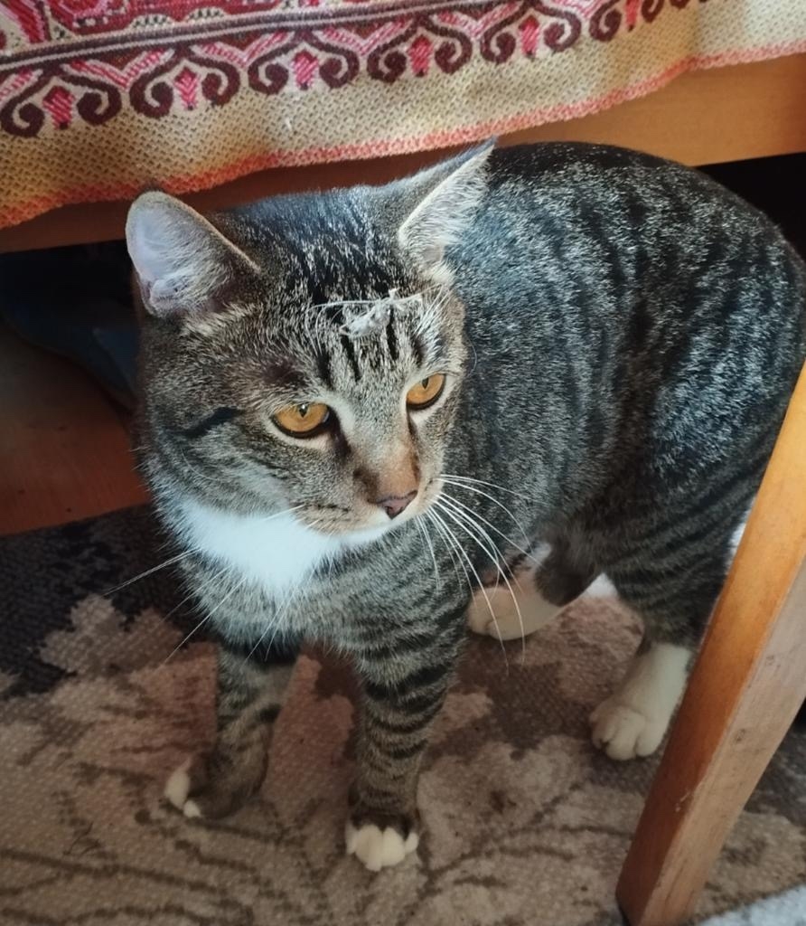 Пропала кошка в Рязани — фото объявления