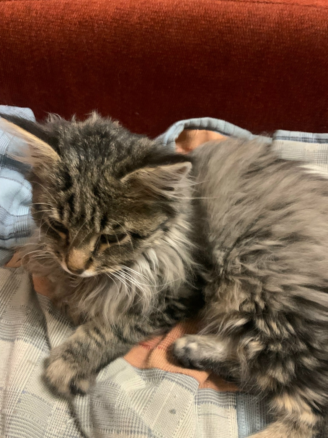 Найдена кошка в Рязани — фото объявления