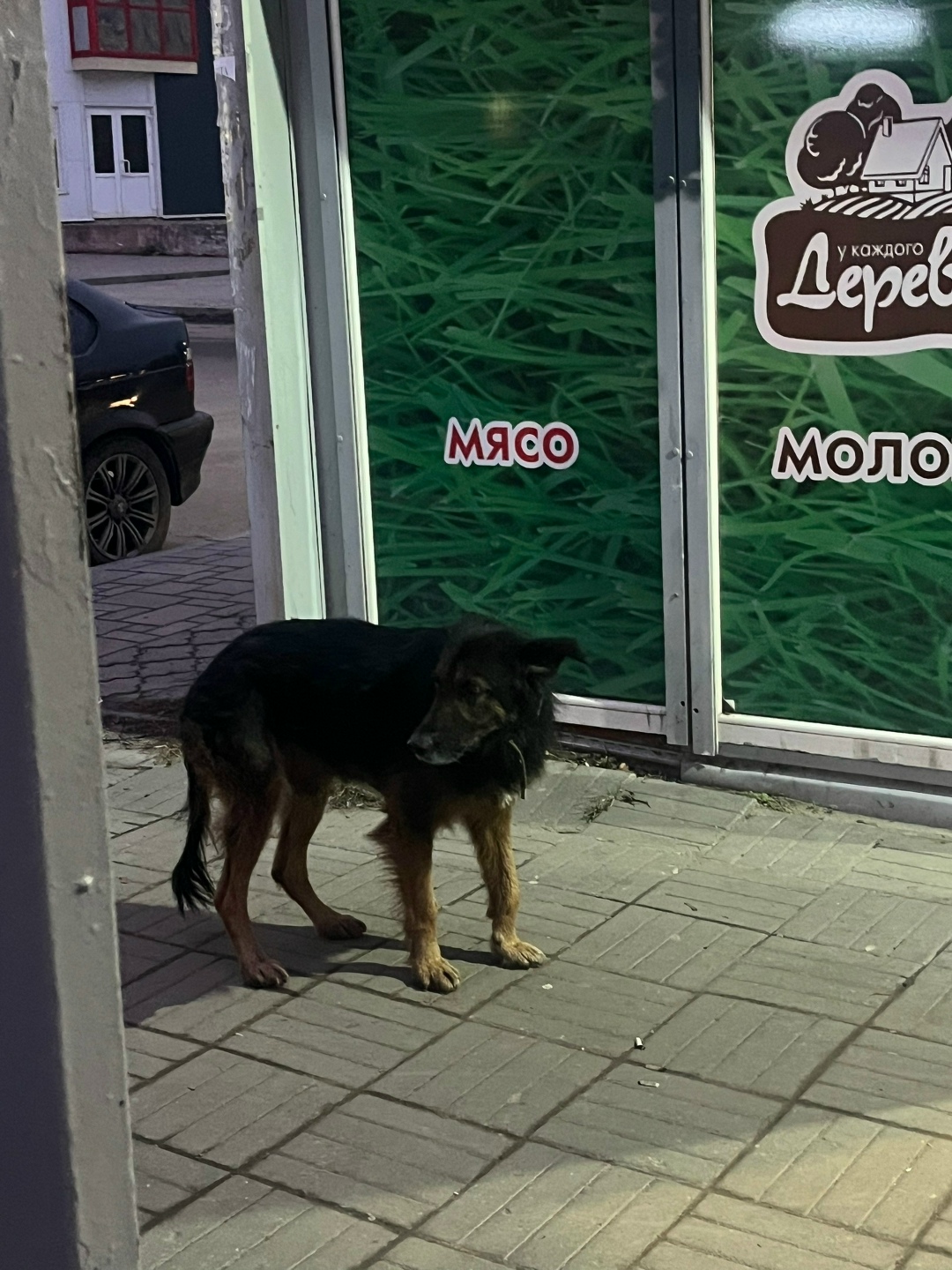 Пропала собака в Рязани — фото объявления