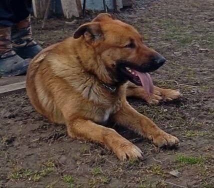 Пропала собака в Рязани — фото объявления