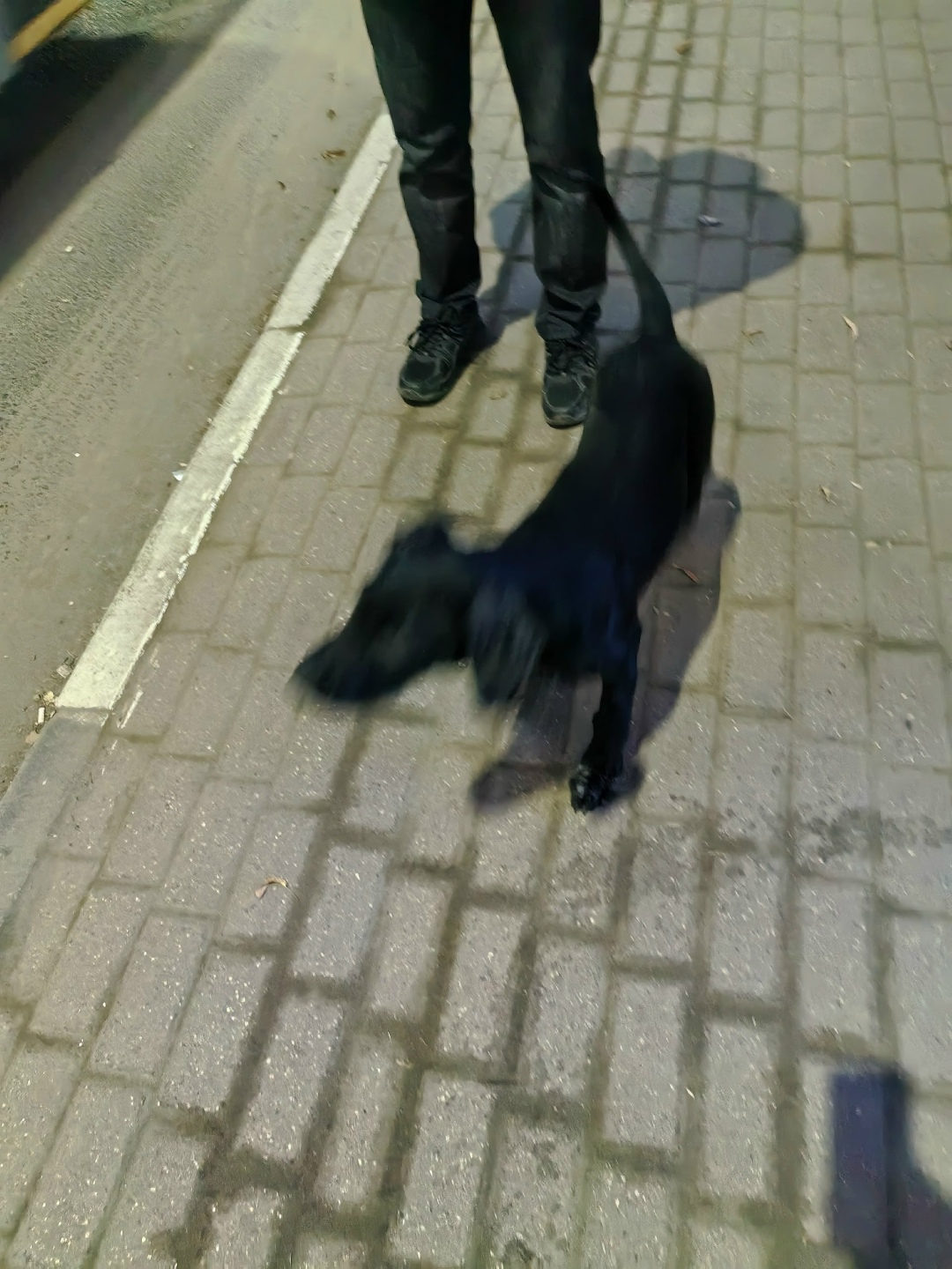 Пропала собака в Рязани — фото объявления