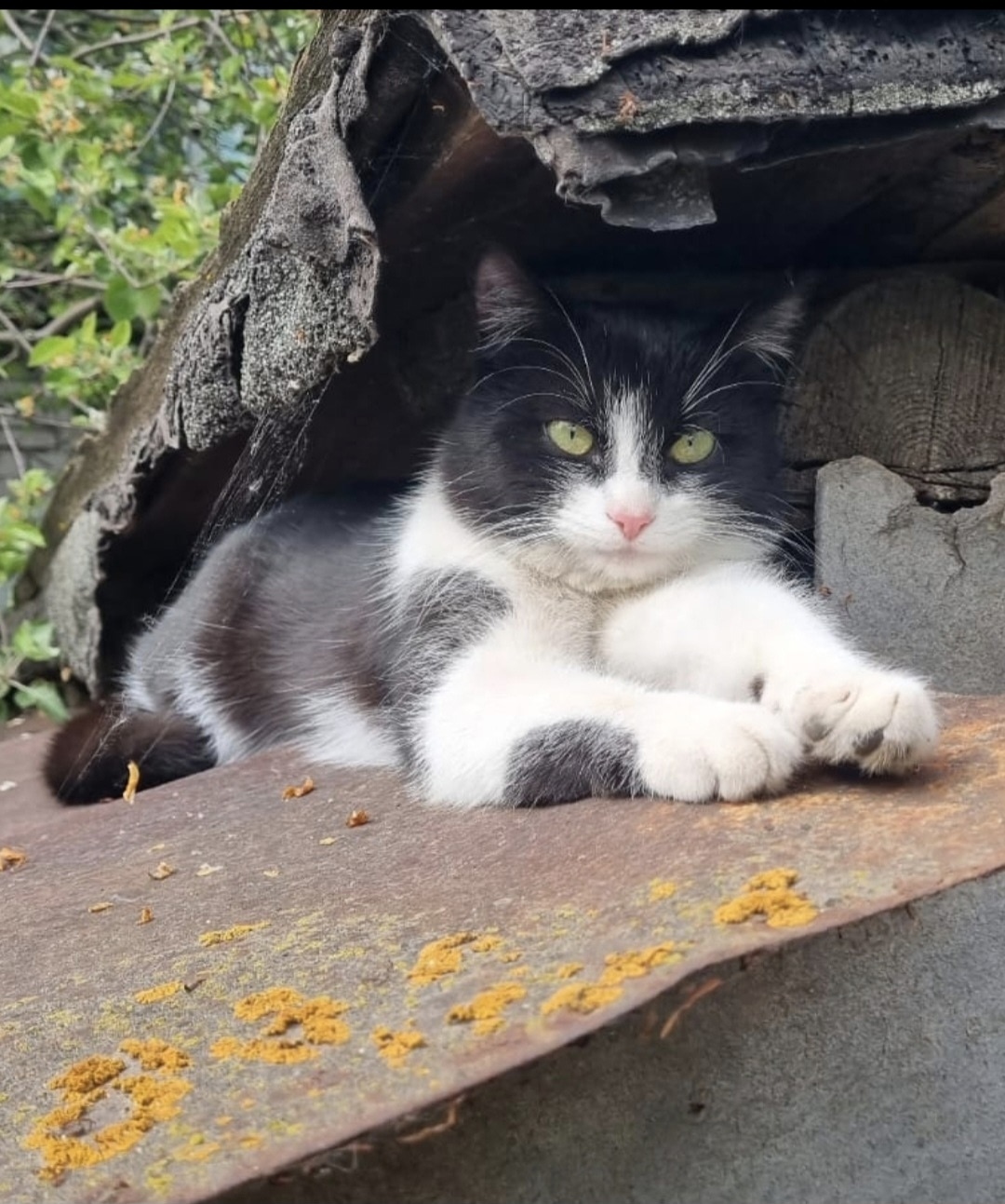 Пропала кошка в Рязани — фото объявления