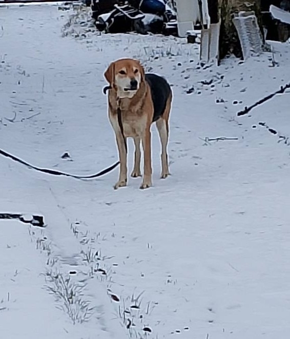 Найдена собака в Рязани — фото объявления