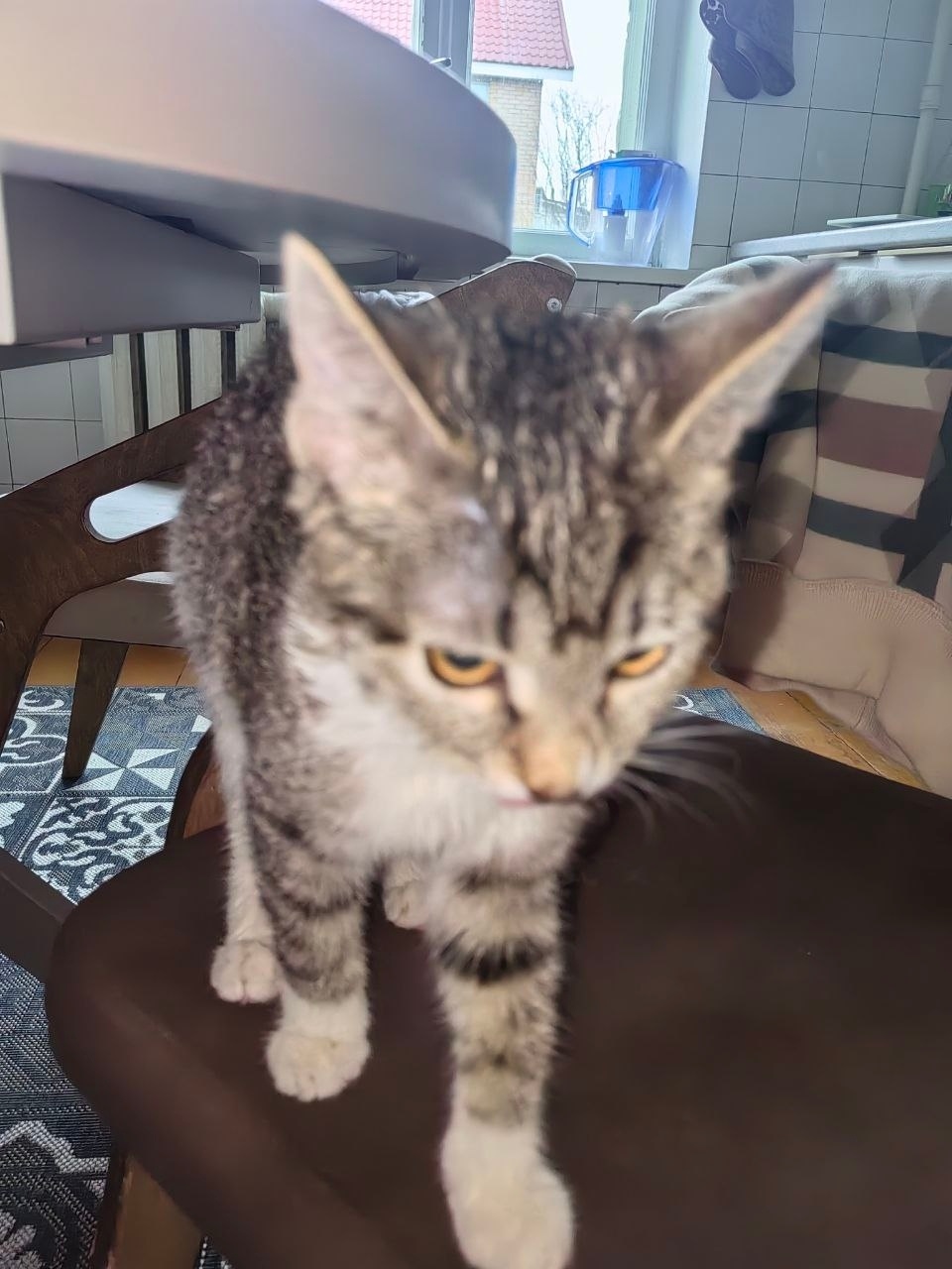 Найдена собака в Рязани — фото объявления