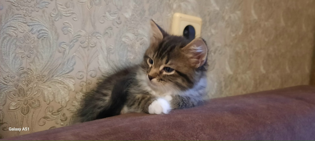 Найдена кошка в Рязани — фото объявления