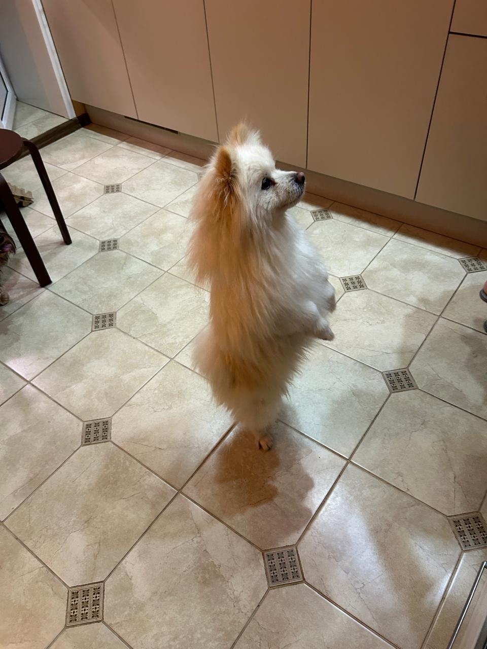 Найдена собака в Рязани — фото объявления