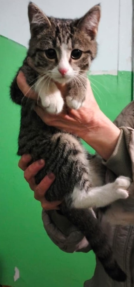 Найдена собака в Рязани — фото объявления