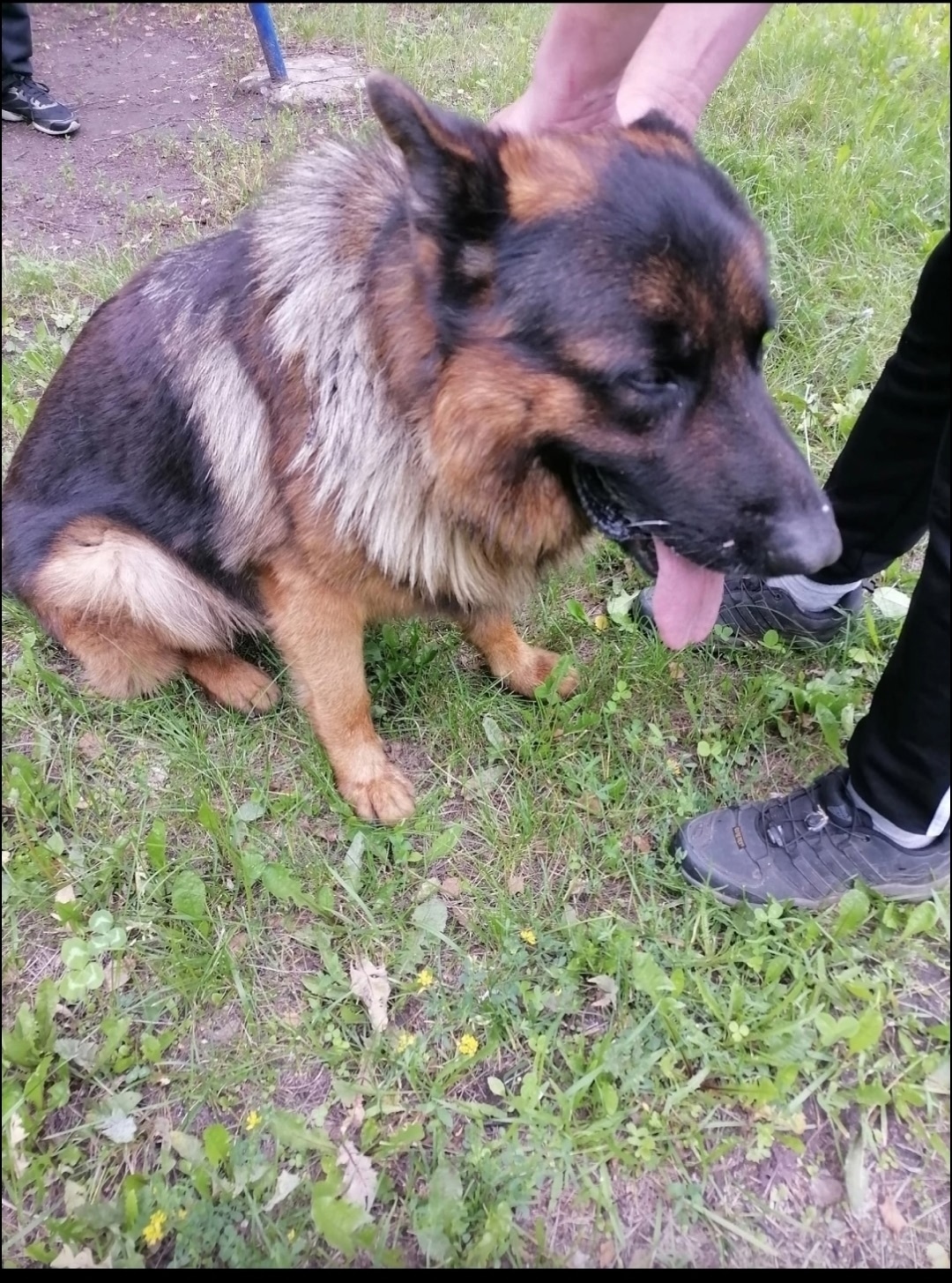 Пропала собака в Рязани — фото объявления