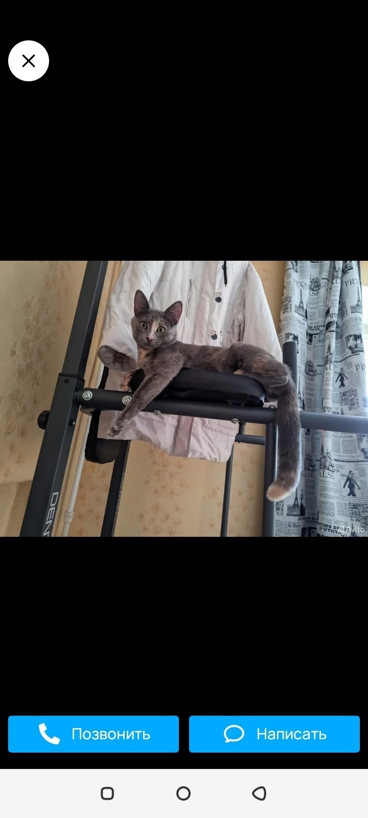 Пропала кошка в Рязани — фото объявления