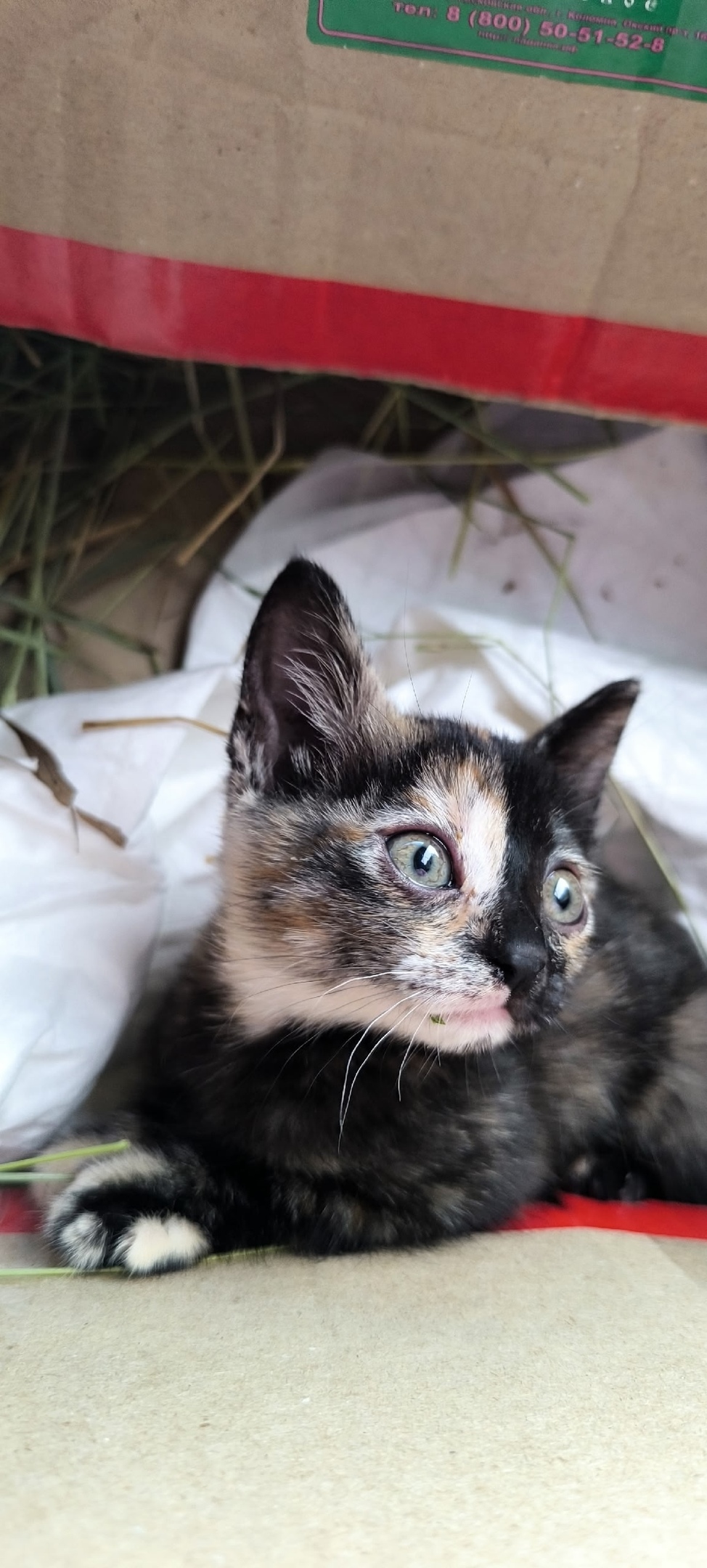 Найдена кошка в Рязани — фото объявления