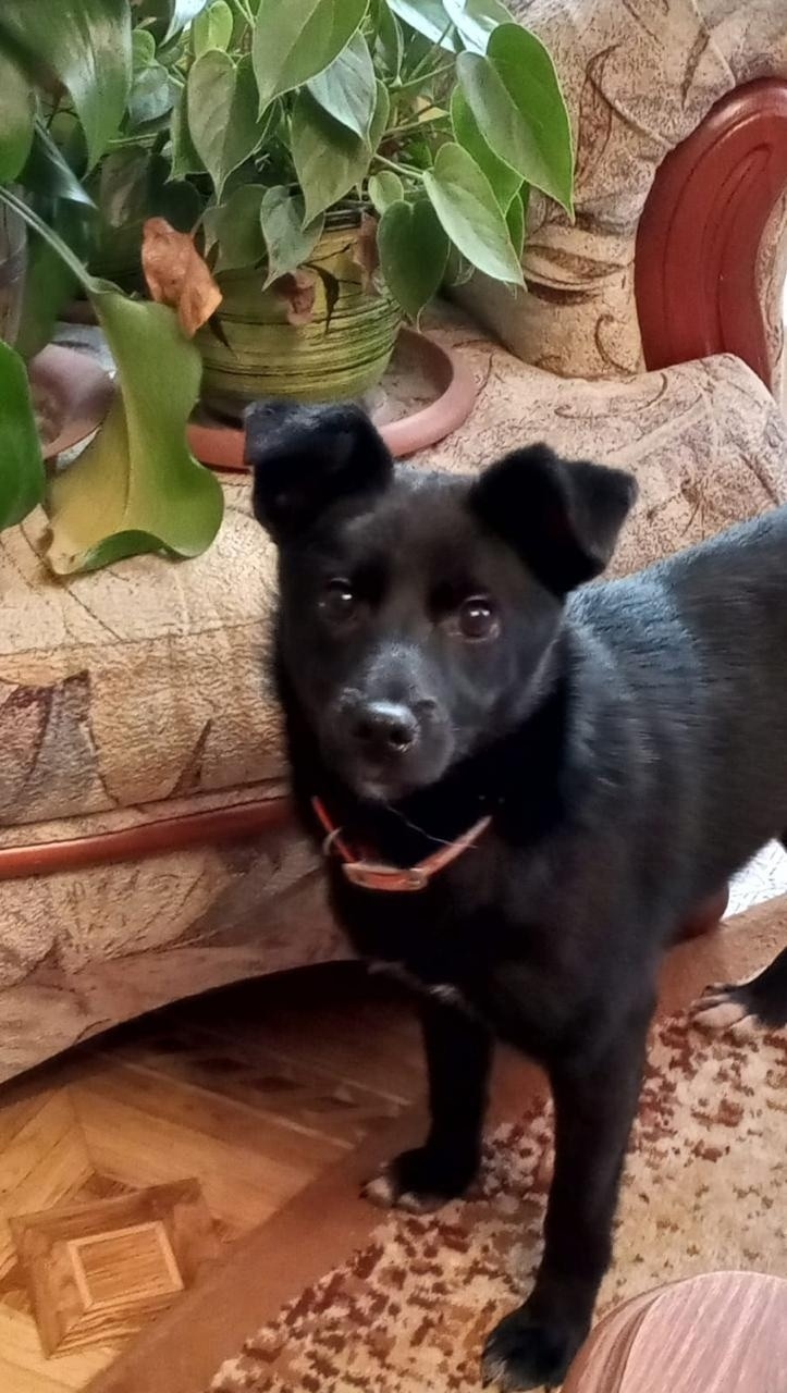 Пропала собака в Рязани — фото объявления