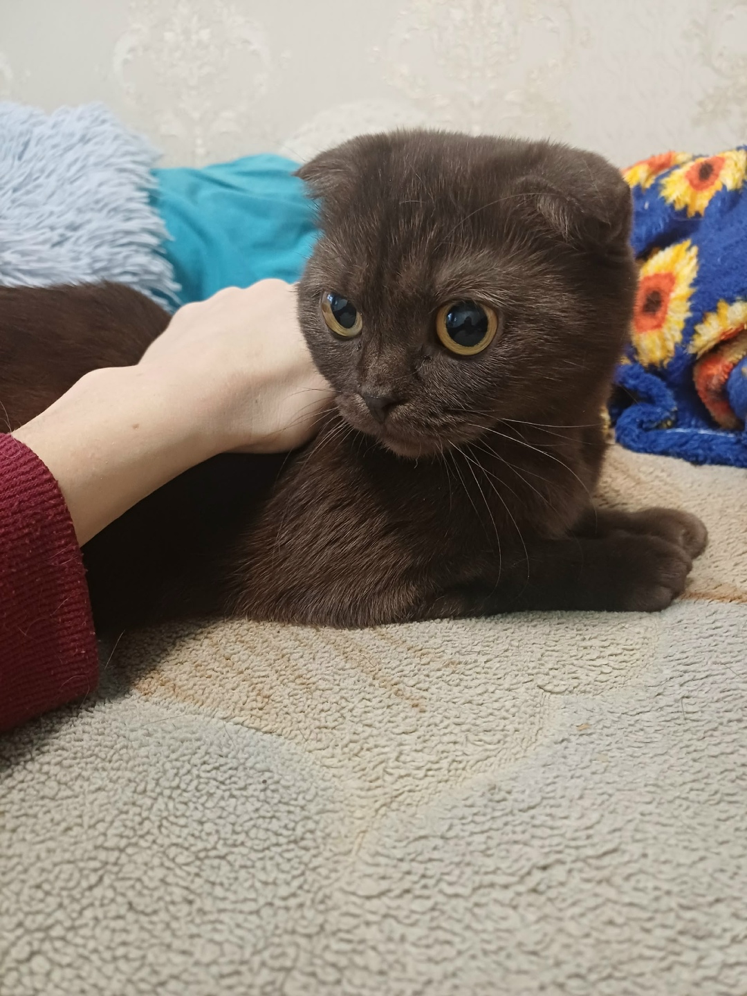 Найдена кошка в Рязани — фото объявления