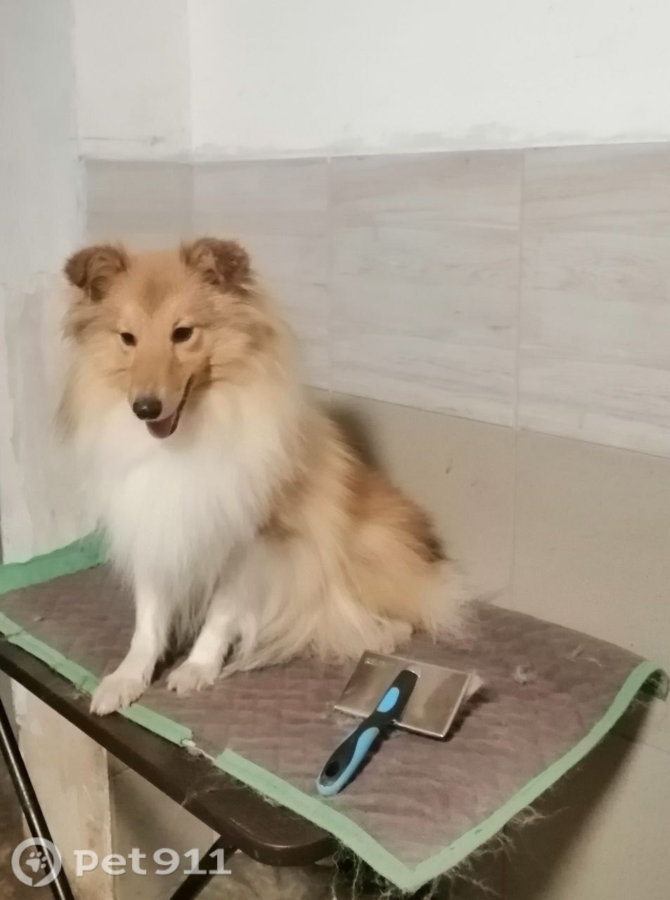 Пропала собака в Рязани — фото объявления