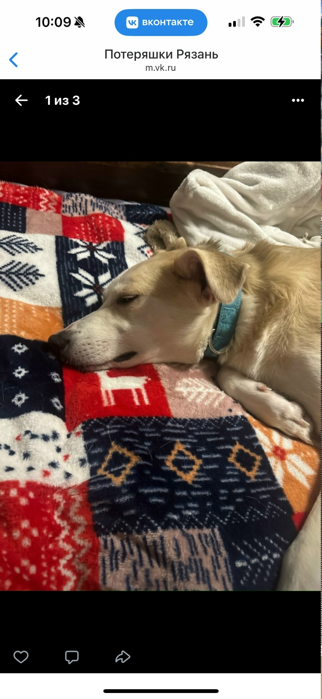 Пропала собака в Рязани — фото объявления
