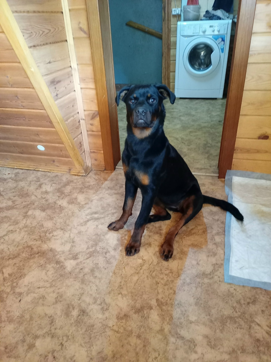 Пропала собака в Рязани — фото объявления