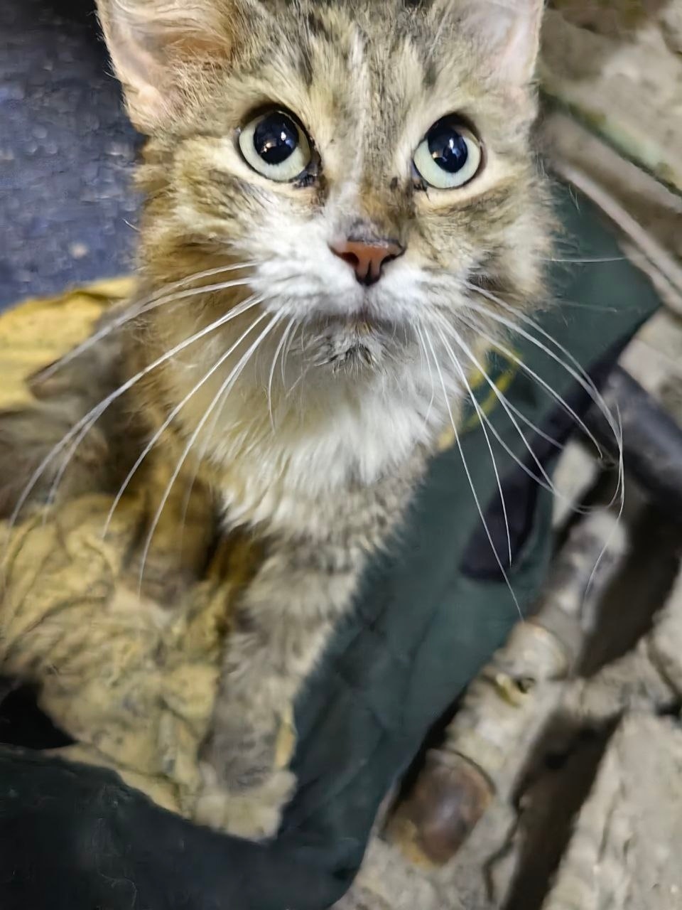 Найдена собака в Рязани — фото объявления