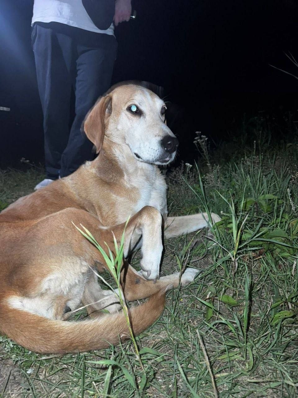 Найдена собака в Рязани — фото объявления