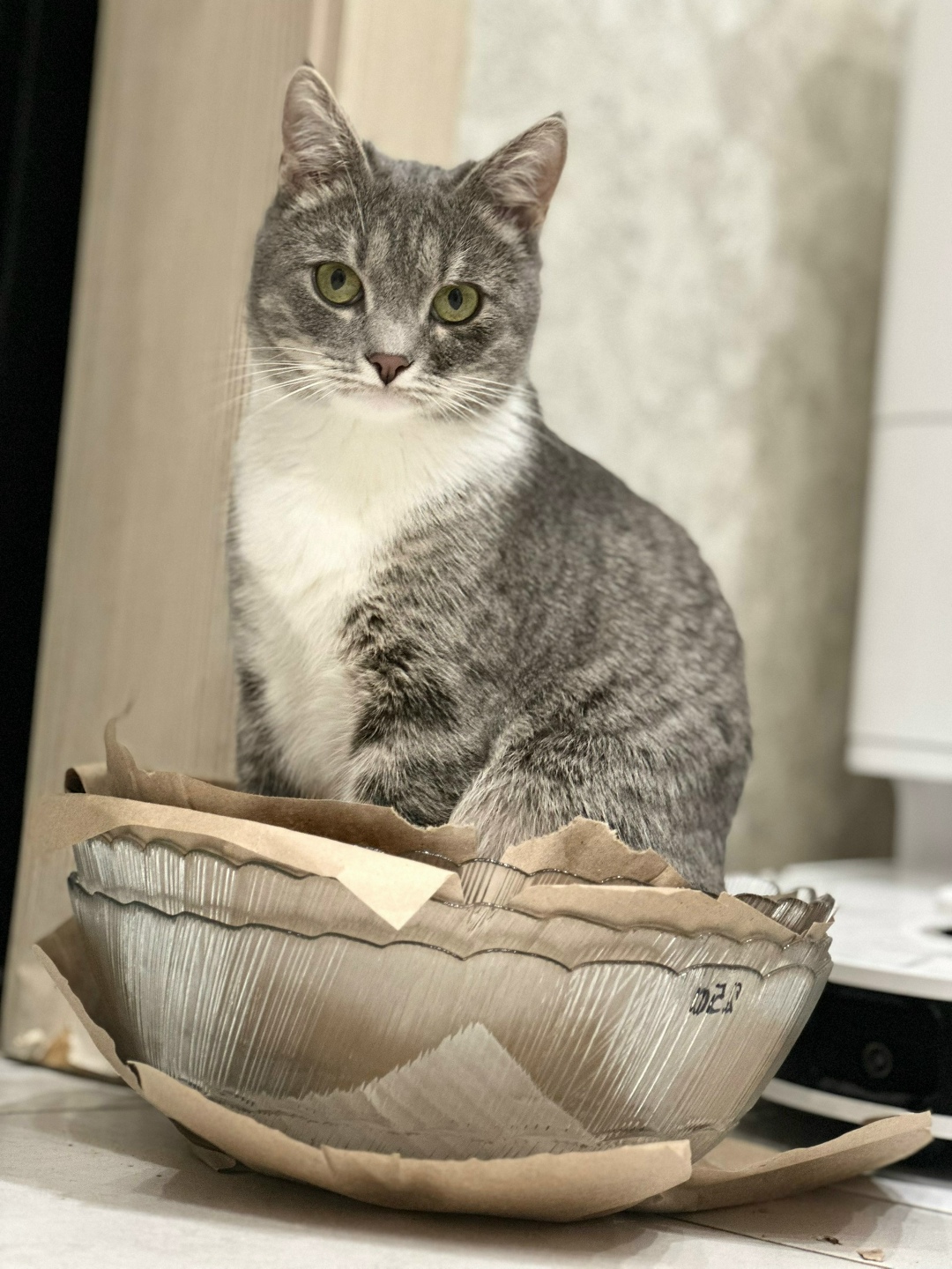 Пропала кошка в Рязани — фото объявления