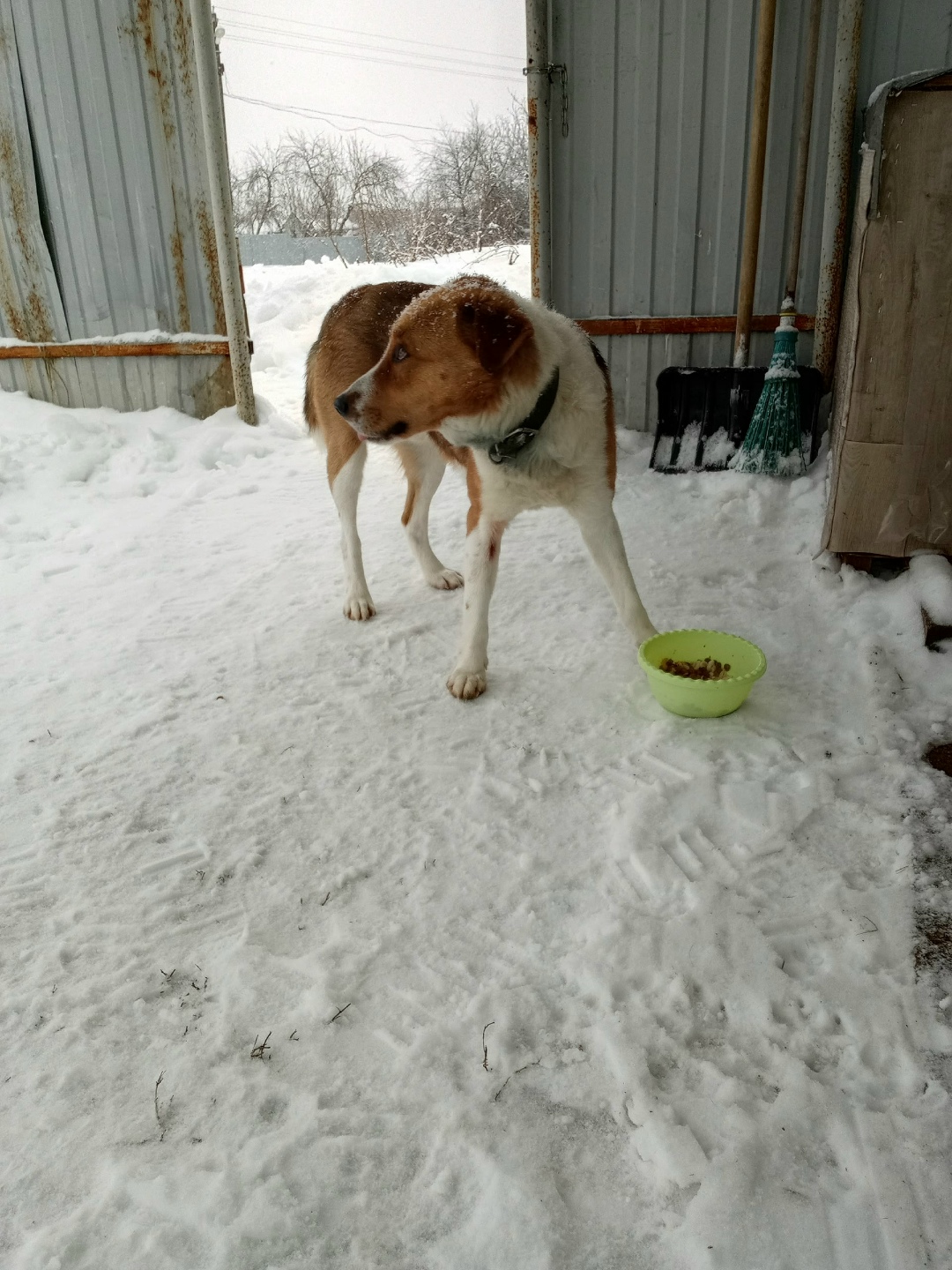 Пропала собака в Рязани — фото объявления