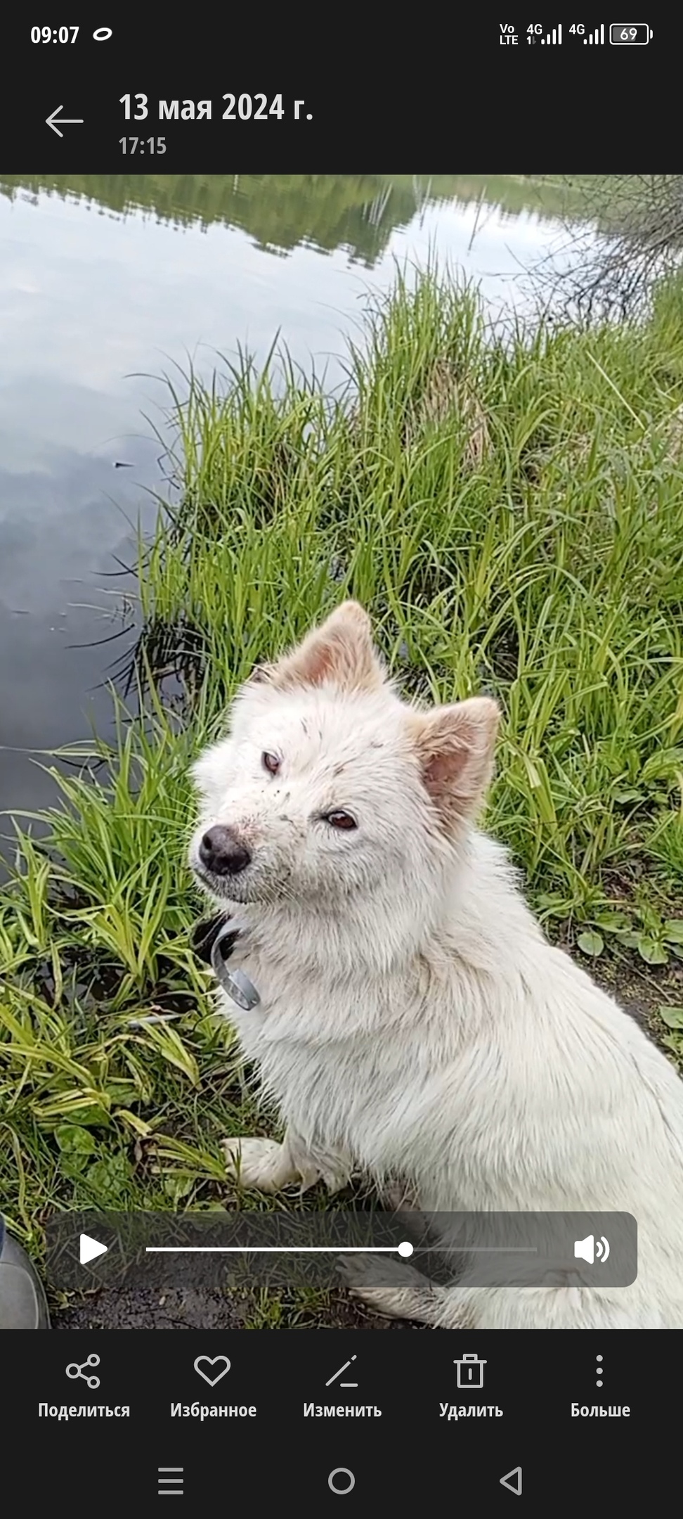 Пропала собака в Рязани — фото объявления