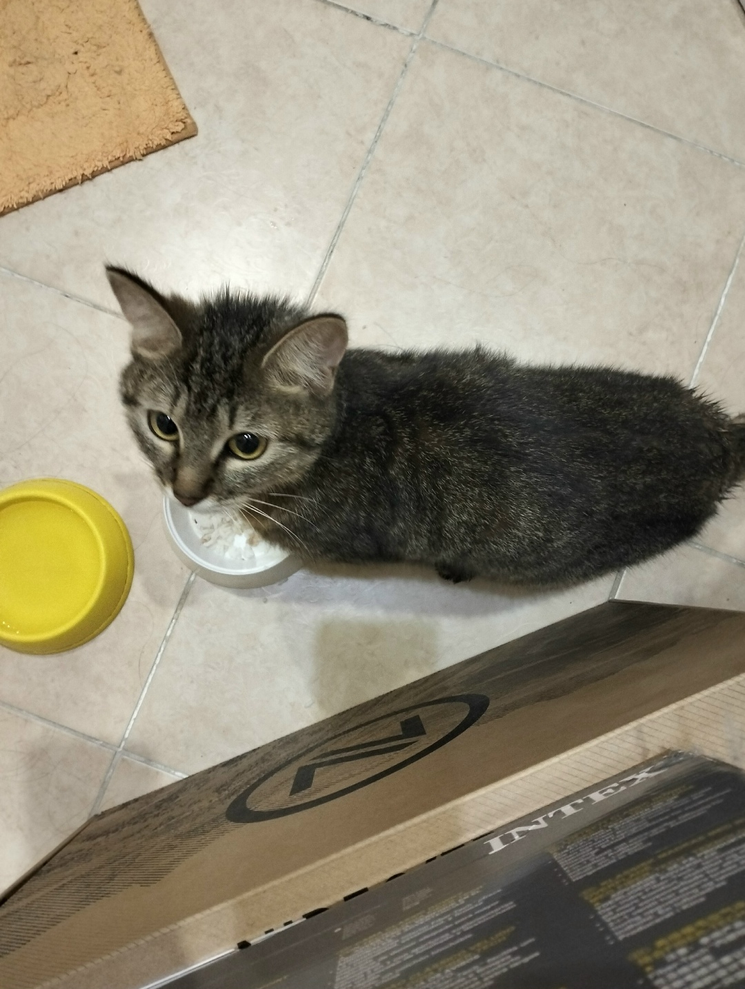 Найдена кошка в Рязани — фото объявления