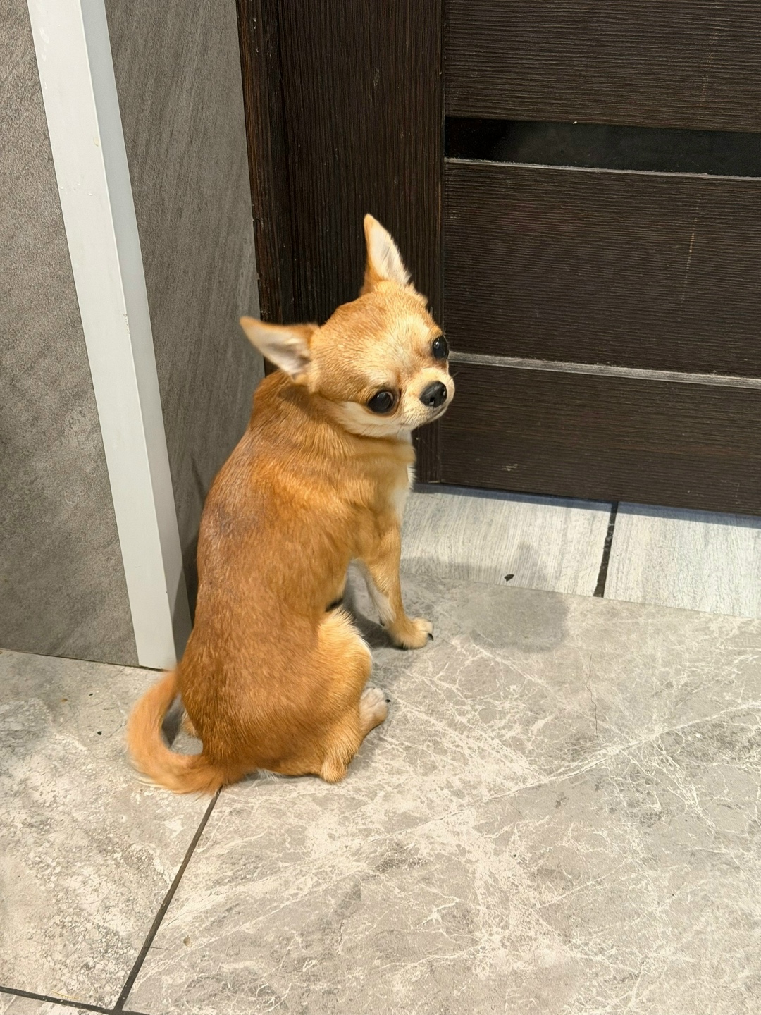 Найдена собака в Рязани — фото объявления