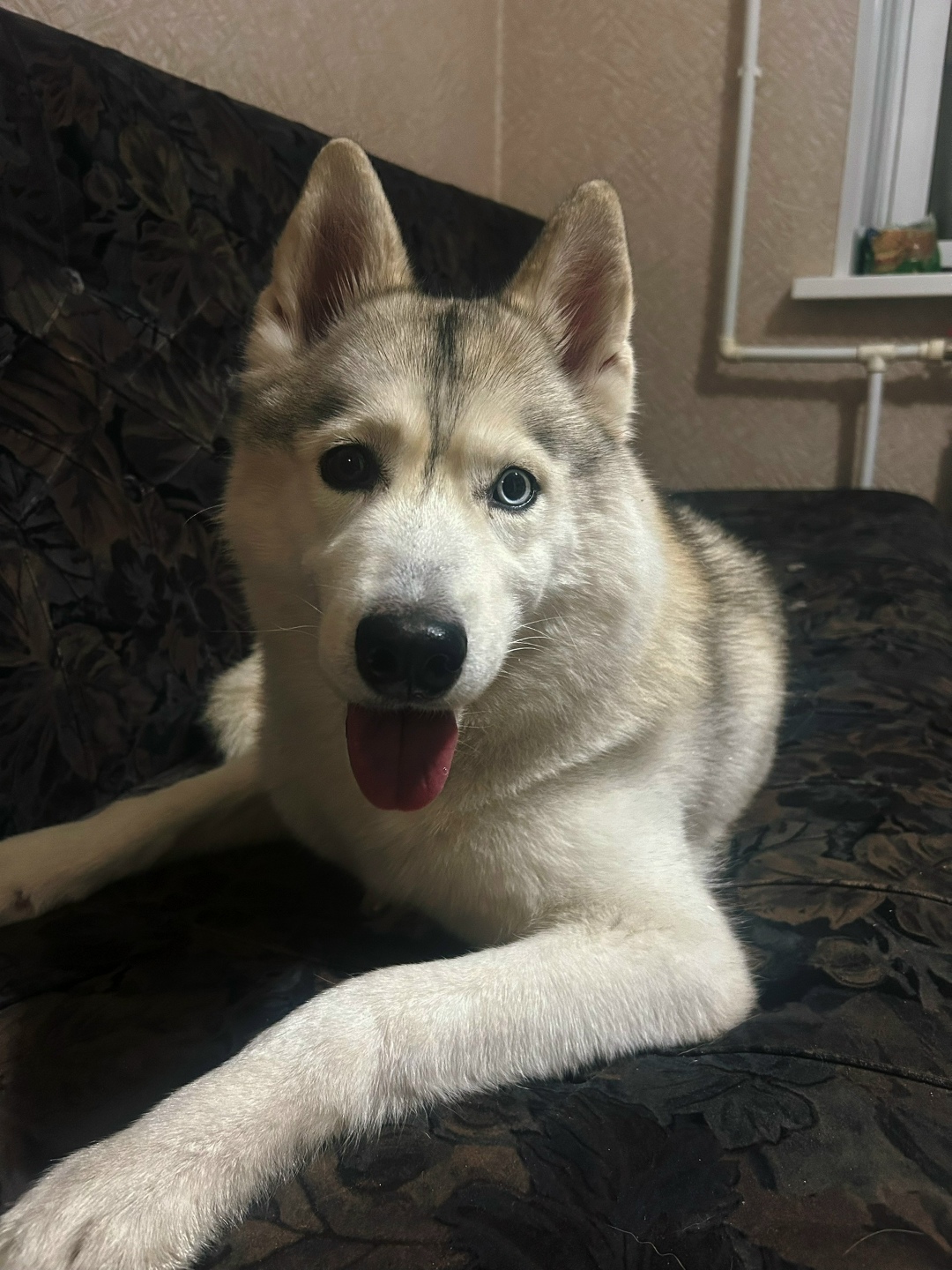 Найдена собака в Рязани — фото объявления