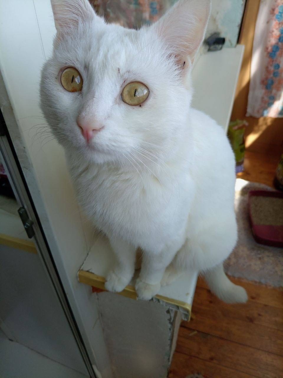 Найдена кошка в Рязани — фото объявления