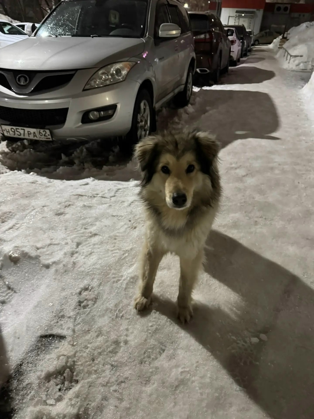 Пропала собака в Рязани — фото объявления