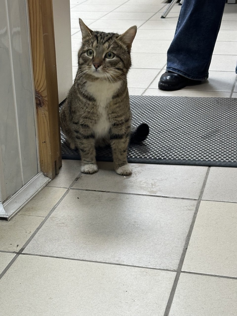 Найдена кошка в Рязани — фото объявления