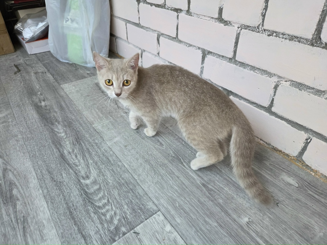 Найдена кошка в Рязани — фото объявления